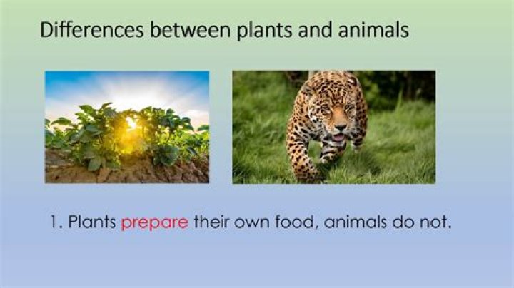 Major differences between plants and animals