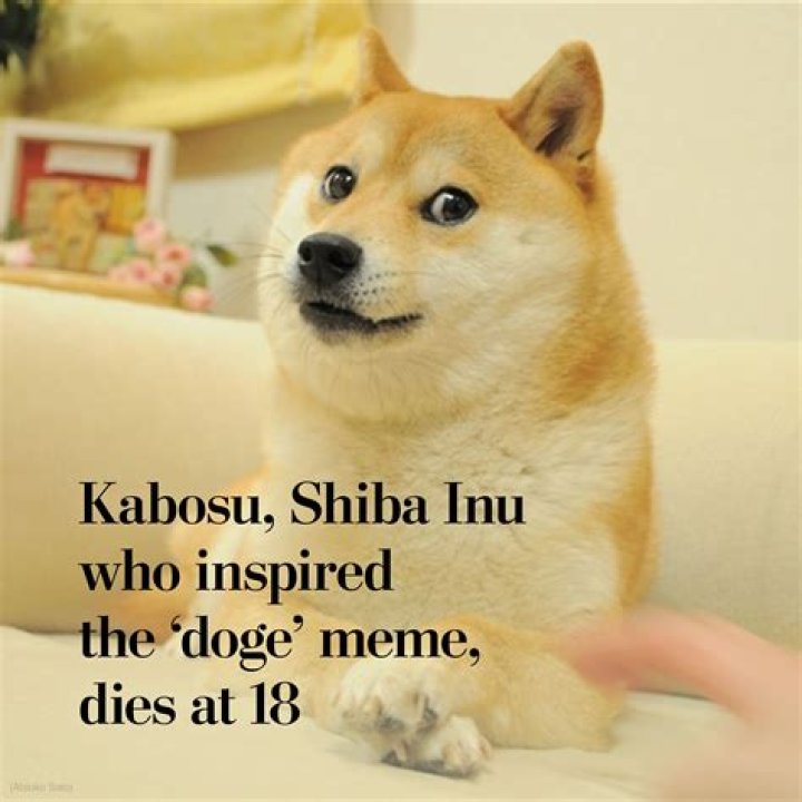 Japanese dog of 'Doge' meme fame dies