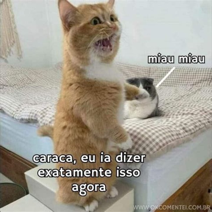 E memes to make you think anything can be a meme