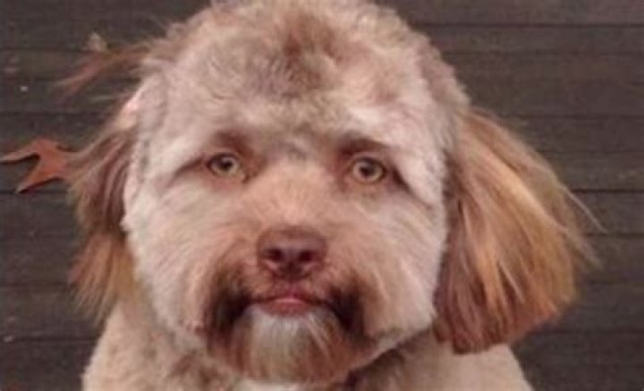 This Dog Looks So Human People Are Comparing It To Famous Celebrities