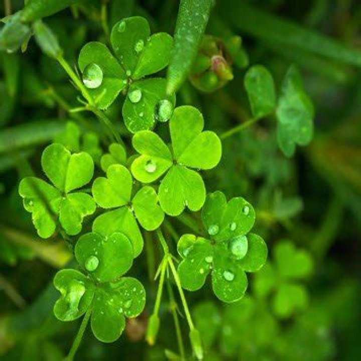 Nicole Anderson – Biography, Facts & Life Story