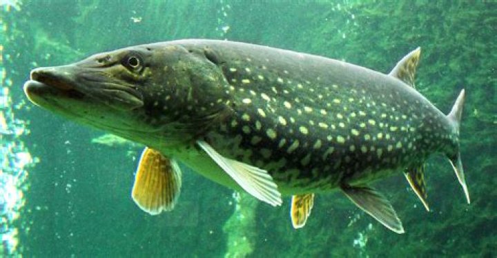 Poisson Distribution Calculator Video